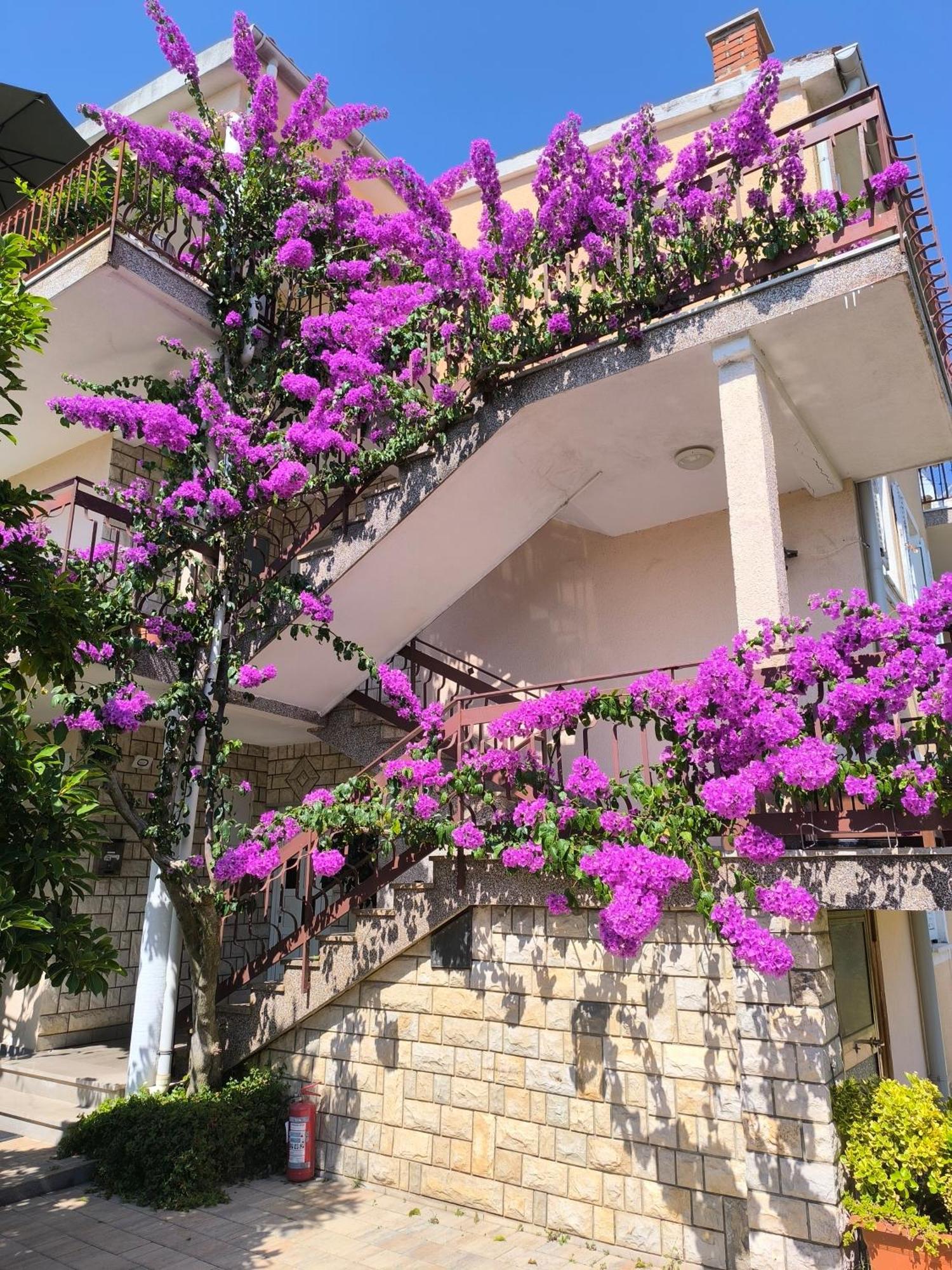 Lirio Apartment *